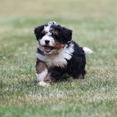 lancaster bernedoodles